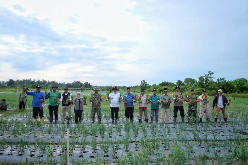 Bupati Apresiasi Hasil Panen Bawang Merah di Rangsang