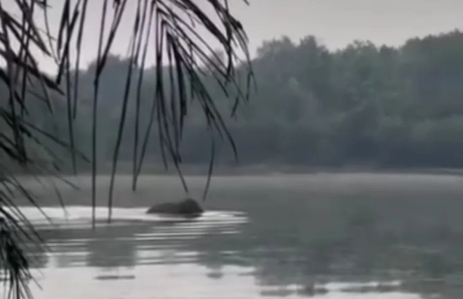 Viral Gajah Liar Berenang di Danau Kahyangan Rumbai