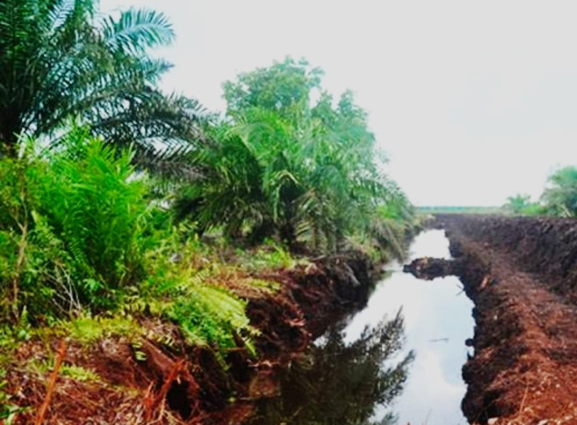 Pemda Kepulauan Meranti Larang Penanaman Kelapa Sawit di Wilayahnya, HTI Akasia Kok Bisa?