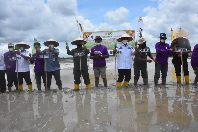 Dampingi Gubri, Wabup Ikuti Kegiatan Gerakan Tanam Padi di Desa Langkat