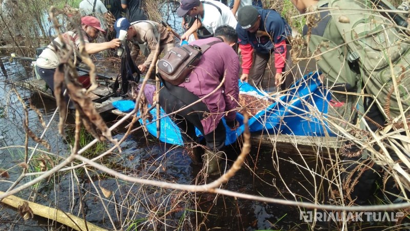 Petani di Bengkalis Ditemukan Tewas Diterkam Harimau
