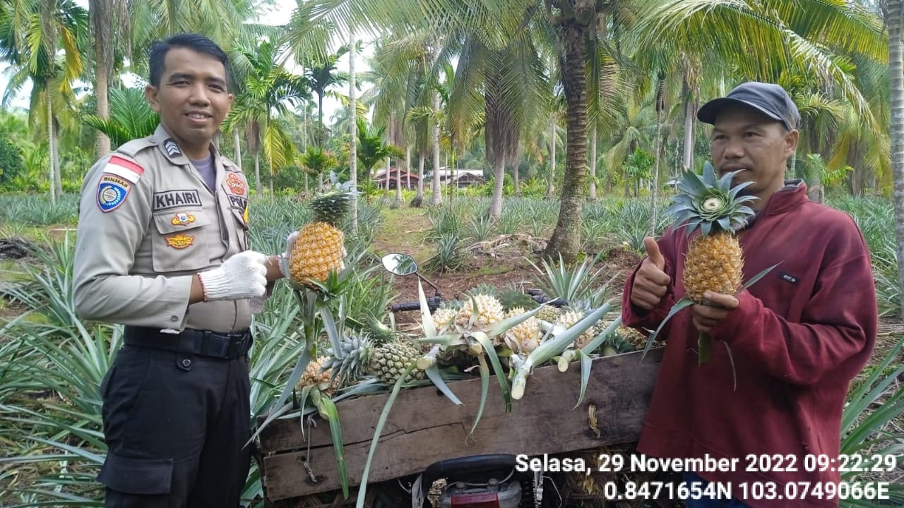 Polisi di Rangsang Bantu Petani Memanen Nenas hingga Borong Hasil Panen