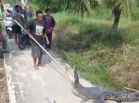 Geger ! Buaya Muara di Desa Sungai Undan Naik ke Darat dan Serang Warga