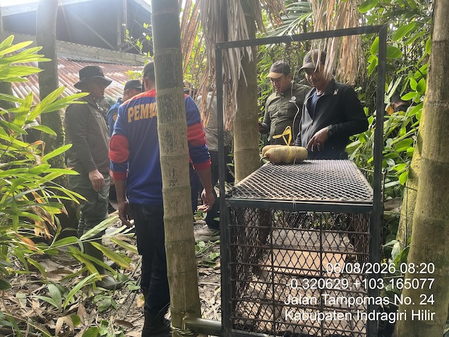 Warga Diserang Monyet Ekor Panjang di Inhil, BBKSDA Riau Siapkan Kandang Perangkap
